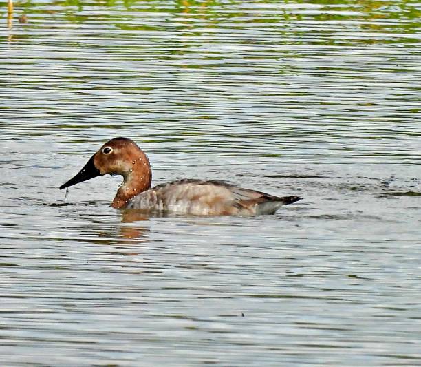 istock Canvasback Duck (Aythya valisineria) -swimming in the wetlands 1448547685
