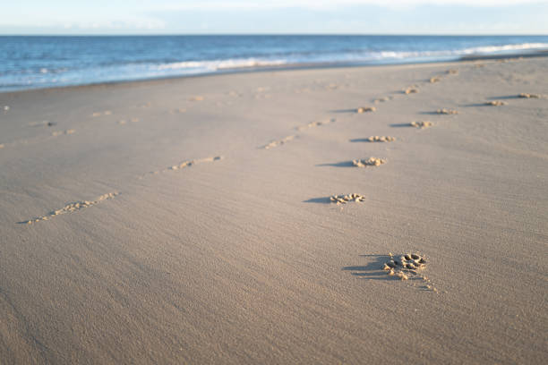 Fresh dog paw prints seen on a deserted winter beach. The dog was let of her leash to go for a beach run.