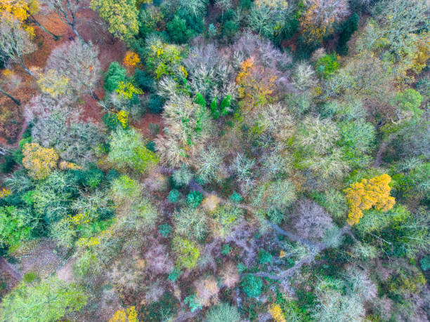 vista dall'alto verso il basso di un bosco invernale. - woodland hills foto e immagini stock