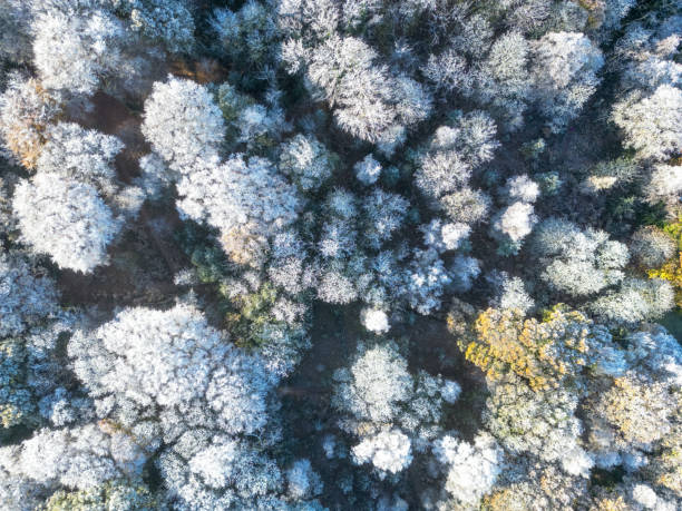 Drone top down view of a dense forest seen early on a winter's morning.