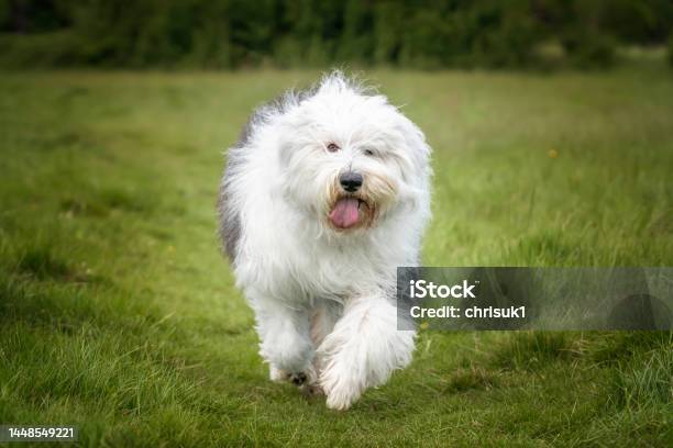 Foto de Bobtail e mais fotos de stock de Cão Pastor Old English - Cão Pastor  Old English, Cão, Animal - iStock