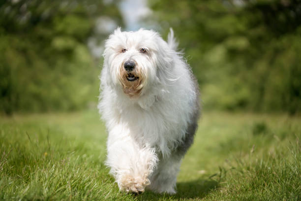 old english sheepdog geht direkt auf die kamera zu - old english sheepdog stock-fotos und bilder