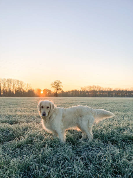 istock Dog in a cold morning landscape 1448549575