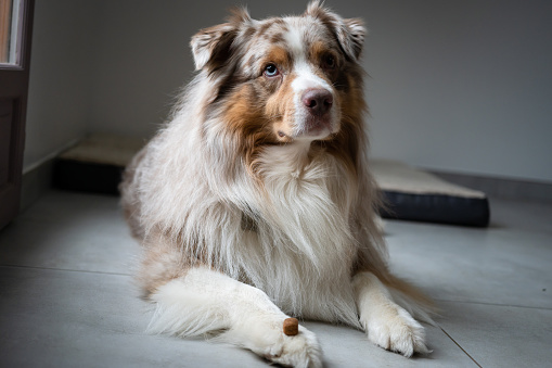 australian shepherd sitting in the living room