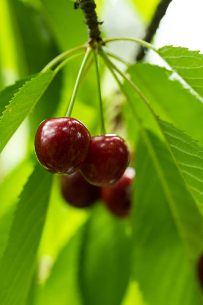 Ripe cherry berries on a tree branch