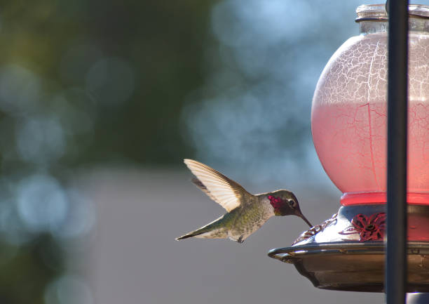 Hummingbird hovering behind a red feeder