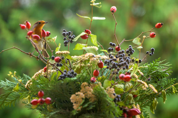 European robin, robin redbreast, Erithacus rubecula sitting on a rose hip branch in a winter themed flower bouquet arrangement.