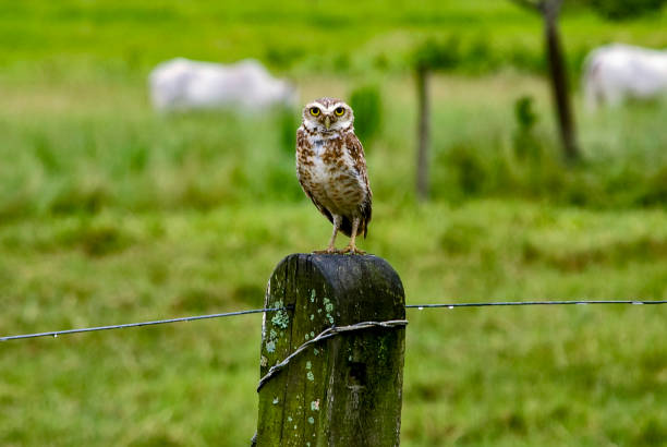 Coruja-buraqueira (Athene cunicularia) | Burrowing Owl fotografado em Matilde, Espírito Santo -  Sudeste do Brasil. Bioma Mata Atlântica. Registro feito em 2008.\n\nENGLISH: Coruja-buraqueira (Athene cunicularia) | Burrowing Owl photographed in Matilde, Espírito Santo - Southeast of Brazil. Atlantic Forest Biome. Picture made in 2008.