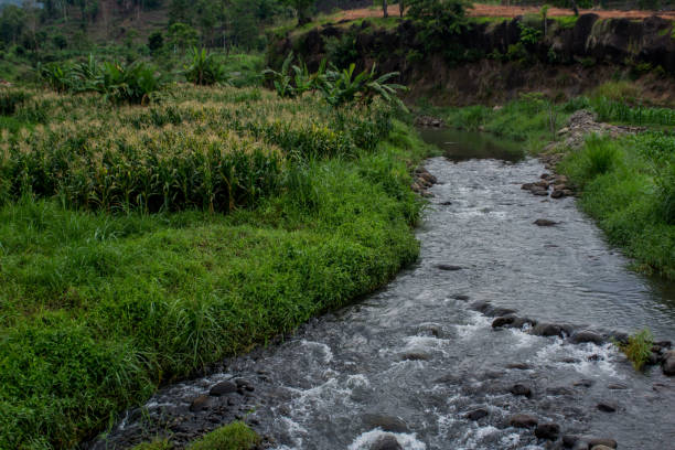 istock The river current is strong but shallow 1448552629