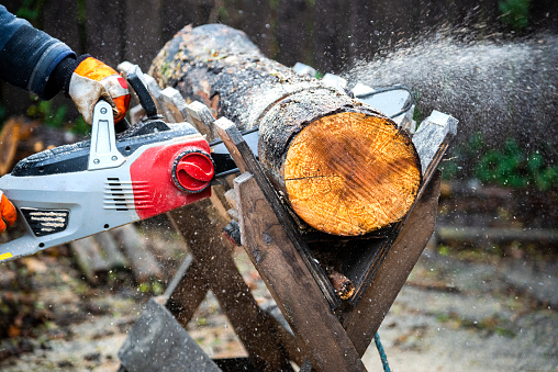 Tree surgeon man, or lumberjack cutting wood using an electrical chainsaw. The wood is being cut on a Log Saw Horses. The wood cutting is taking place in a woodland with trees in the background.