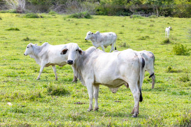 istock Nelore cow grazing on farmland 1448553967