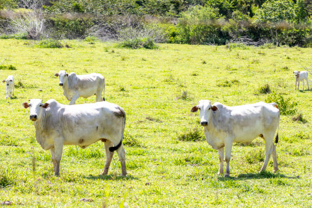 istock Nelore cow grazing on farmland 1448554007