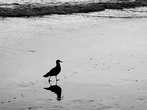 Solo Bird in Black and White