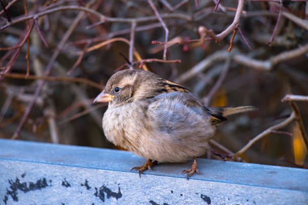 istock Sparrow Bird at a park in Norway, Oslo 1448557724
