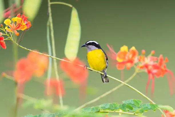 Brightly colored Bananaquit, Coereba flaveola, resting in a Pride of Barbados tree with tropical flowers.