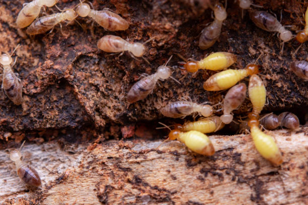 le termiti mangiano assi di legno. danni di una casa di legno da termiti - termite foto e immagini stock