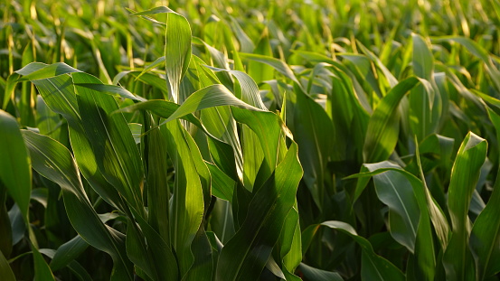 Green field of ripening corn, agricultural landscape. Young corn plants. Corn plantations at sunset. Against the backdrop of the sun. n