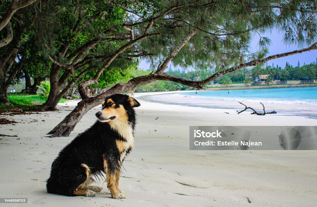 Dog on the beach on L’île des Pin, New Caledonia Stray dog on the beach of Kuta Bay on L’île des Pin, New Caledonia. Animal Stock Photo