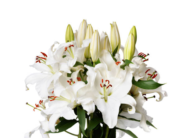 istock White lily bloom closeup on a white background 1448560830