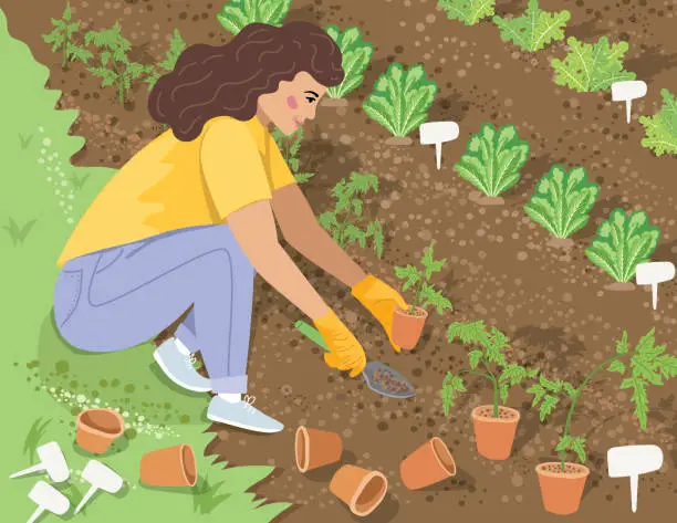 Vector illustration of A Woman Planting Vegetables In Her Garden