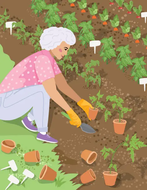 Vector illustration of A Senior Woman Planting Vegetables In Her Garden
