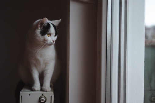 Beautiful white cat sitting on radiator by the window and curiously looking at something outside