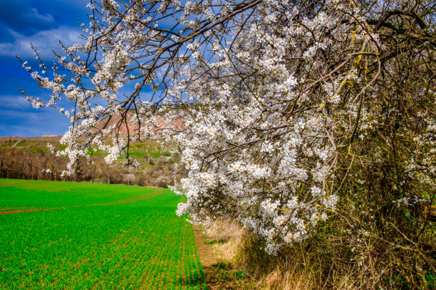 istock Apple garden with blossom apple trees. Beautiful Countryside spring landscape. 1448563425