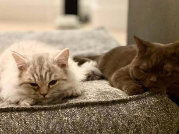 istock British shorthair and longhair kitten 1448563582