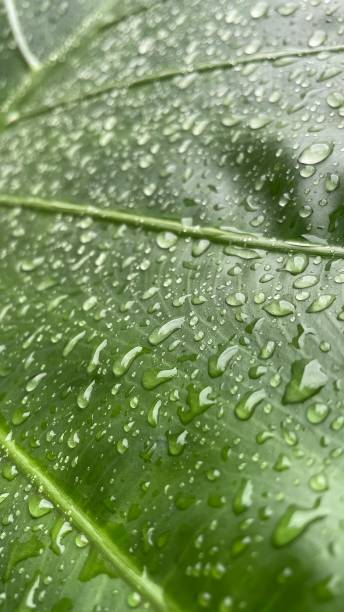 istock leaves that are wet after rain that look fresh 1448564837