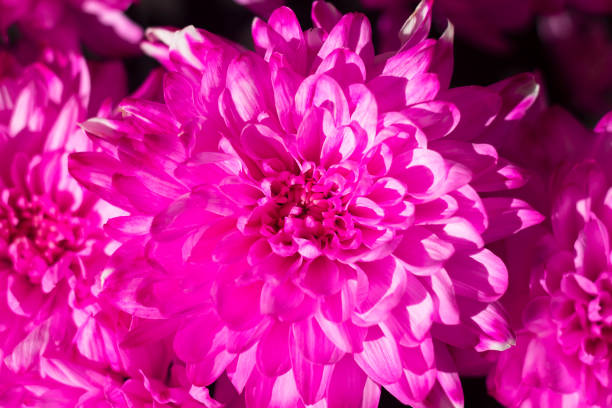 istock Beautiful blooming pink chrysanthemums as Bright background. copy space. Purple flowers 1448564921