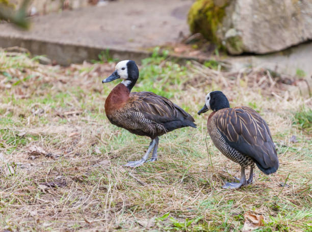 istock two duck in Jihlava ZOO, Czech Republic 1448567736