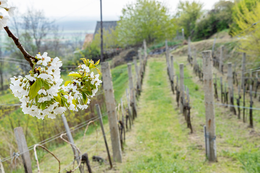 spring landscape with vineyrd in Szekszard region, Hungary