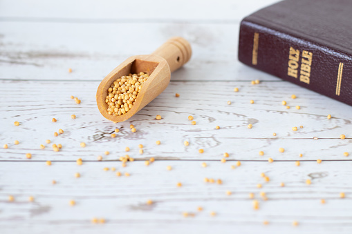 Mustard seeds in wooden spoon with holy bible book and spilled grains on table. Faith parable of Jesus Christ, trust in God, Christian biblical concept.