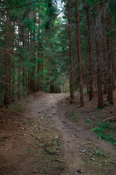 istock There is a hiking trail in the coniferous forest. 1448569263