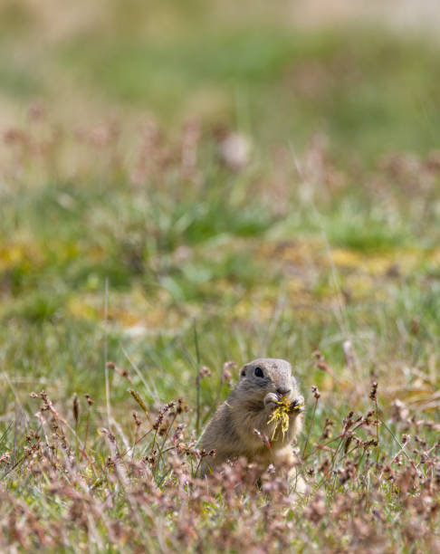 istock Ground squirrel colony, national natural monuments Radouc, Mlada Boleslav, Czech Republic 1448570791