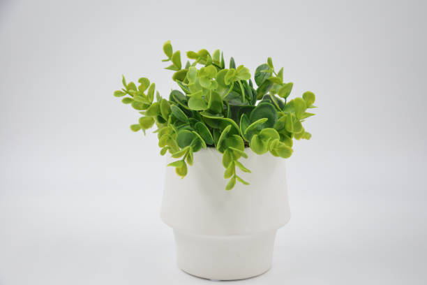 istock Indoor small green plant isolated on white 1448571016