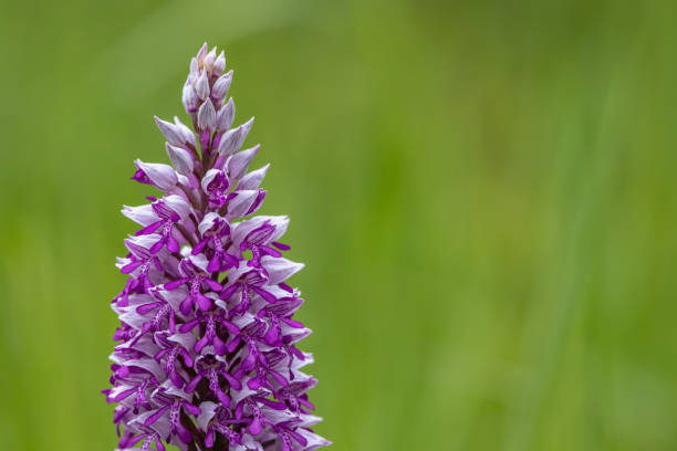istock wild orchid in White Carpathian Mountains, Czech Republic 1448571222