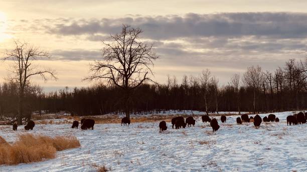 istock Bison at Elk Island Parc Edmonton Alberta 1448572695
