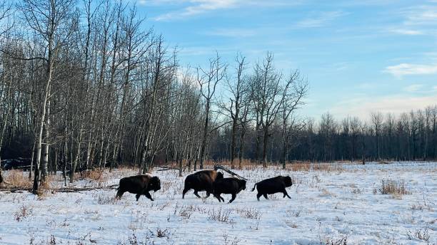 istock Bison at Elk Island Parc Edmonton Alberta 1448572759