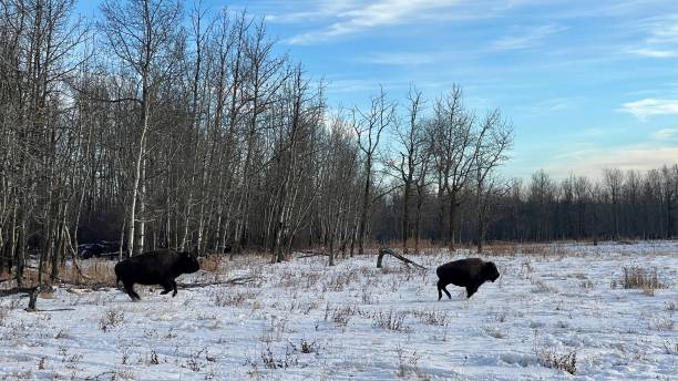 istock Bison at Elk Island Parc Edmonton Alberta 1448572787