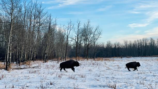 istock Bison at Elk Island Parc Edmonton Alberta 1448572806