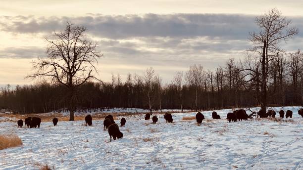 istock Bison at Elk Island Parc Edmonton Alberta 1448572825