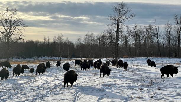 istock Bison at Elk Island Parc Edmonton Alberta 1448573081