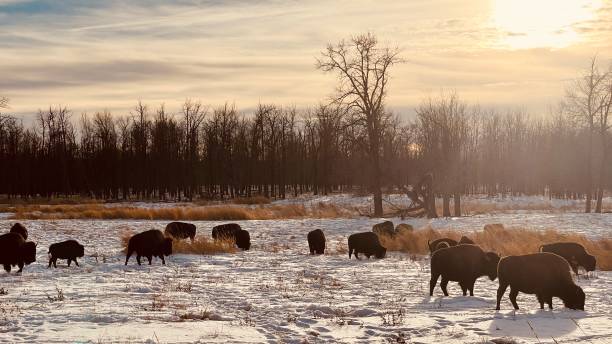 istock Bison at Elk Island Parc Edmonton Alberta 1448573093