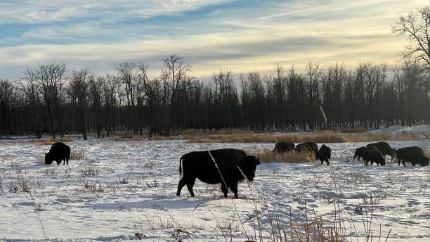 istock Bison at Elk Island Parc Edmonton Alberta 1448573233
