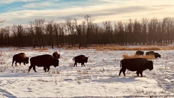 istock Bison at Elk Island Parc Edmonton Alberta 1448573250