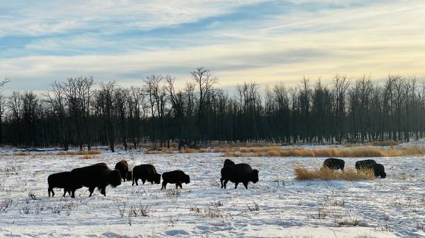 istock Bison at Elk Island Parc Edmonton Alberta 1448573287