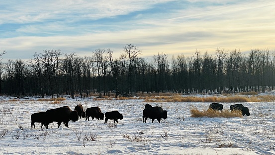 Bison at Elk Island Parc Edmonton Alberta