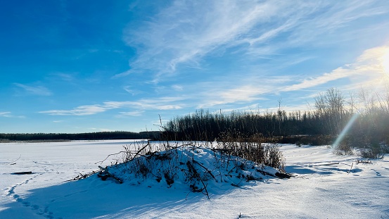 Beautiful coniferous forest in winter. Pure pine forest without garbage and people in sunny weather. Get lost in winter fairytale