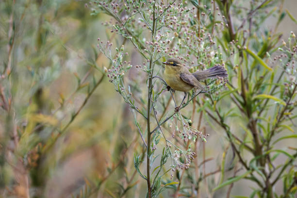 mosquitero común común - 6732 fotografías e imágenes de stock